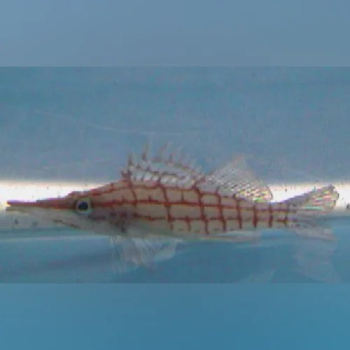 Longnose Hawkfish (Oxycirrhites Typus)