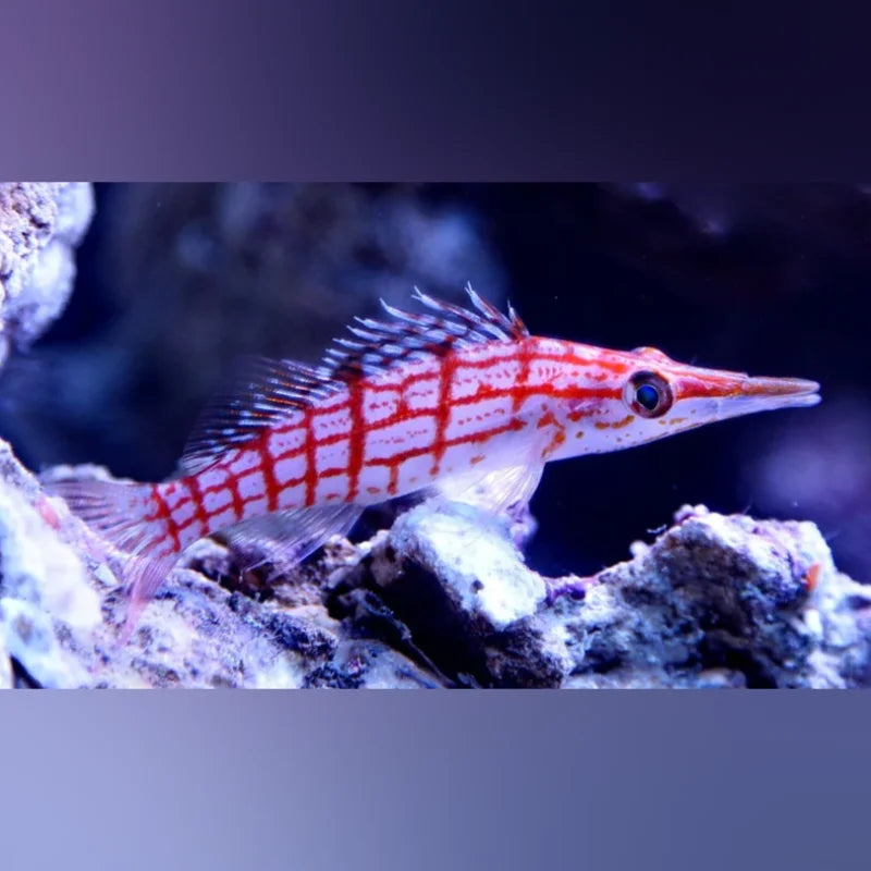 Longnose Hawkfish (Oxycirrhites Typus)