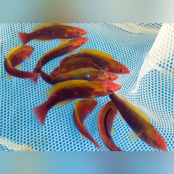 Lubbock's Fairy Wrasse (Cirrhilabrus Lubbocki)