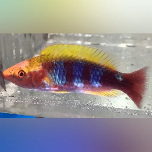 Lubbock's Fairy Wrasse (Cirrhilabrus Lubbocki)