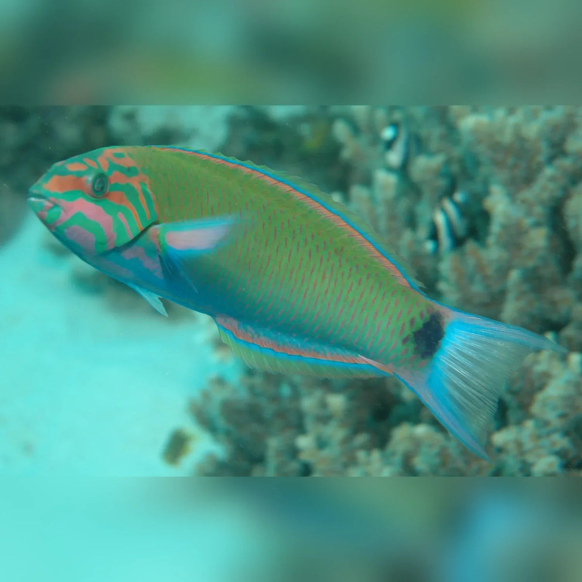 Lunare Wrasse (Thalassoma Lunare)
