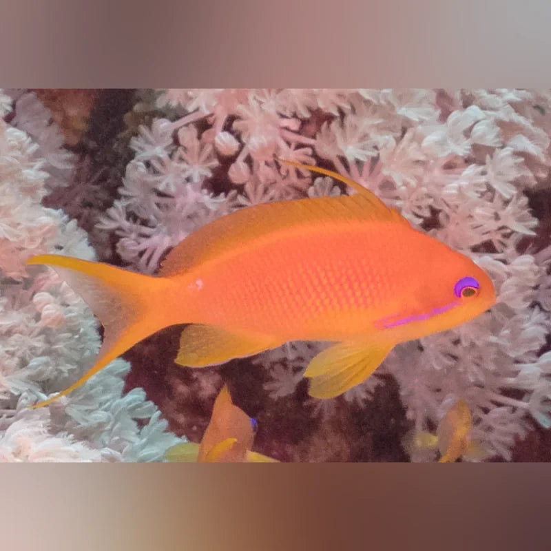 Lyretail Anthias (Pseudanthias Squamipinnis)