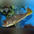 Mbu Puffer (Tetraodon Mbu)