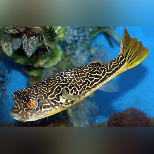 Mbu Puffer (Tetraodon Mbu)