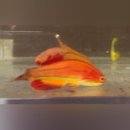 McCosker's Flasher Wrasse (Paracheilinus Mccoskeri)