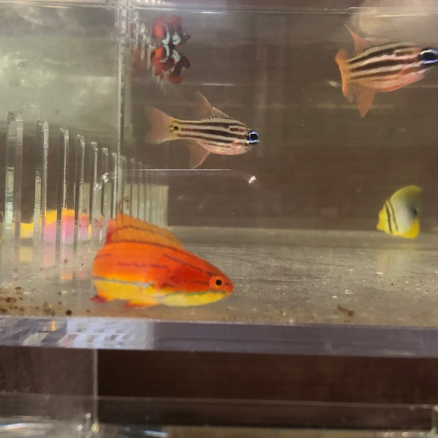 McCosker's Flasher Wrasse (Paracheilinus Mccoskeri)