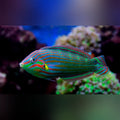 Melanurus Wrasse (Halichoeres Melanurus)