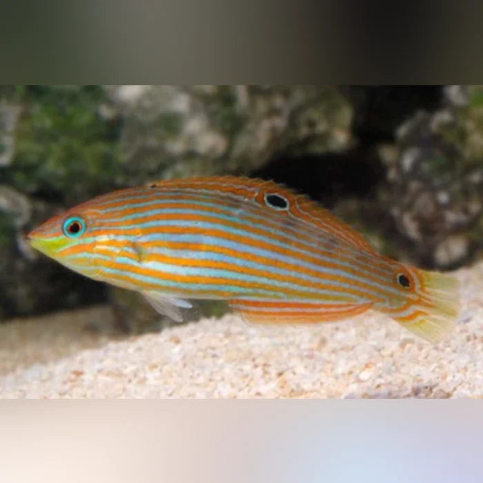 Melanurus Wrasse (Halichoeres Melanurus)