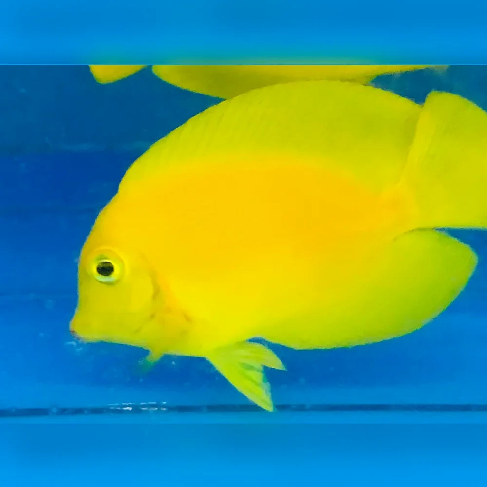 Chocolate-Yellow Mimic Tang (Acanthurus Pyroferus)