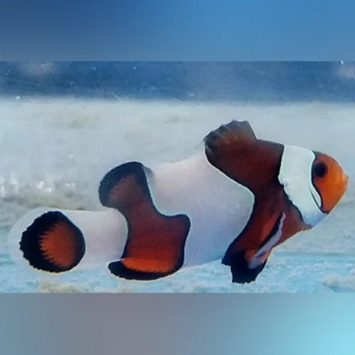 Mocha Vinci Clownfish (Amphiprion Ocellaris)