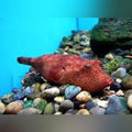Miurus Puffer (Tetraodon Miurus)