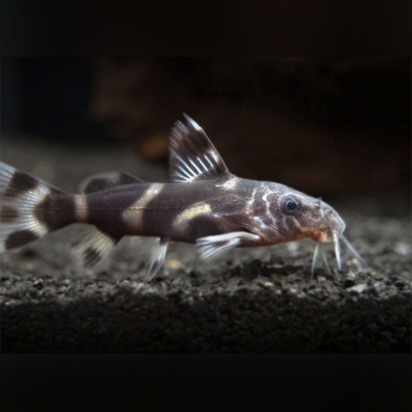 Mustard Catfish (Synodontis Albolineatus)