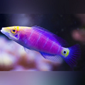 Mystery Wrasse (Pseudocheilinus Ocellatus)