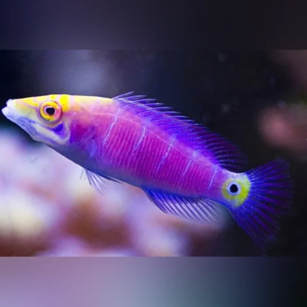 Mystery Wrasse (Pseudocheilinus Ocellatus)