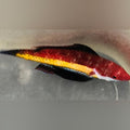 Naoko's Fairy Wrasse (Cirrhilabrus Naokoae)