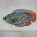 Neon Blue Dwarf Gourami (Colisa Lalia)