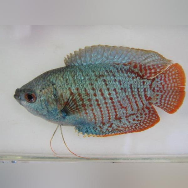 Neon Blue Dwarf Gourami (Colisa Lalia)
