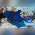 Niger Triggerfish (Odonus Niger)
