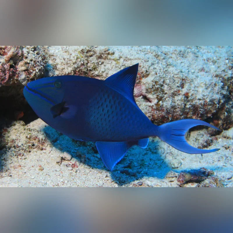 Niger Triggerfish (Odonus Niger)