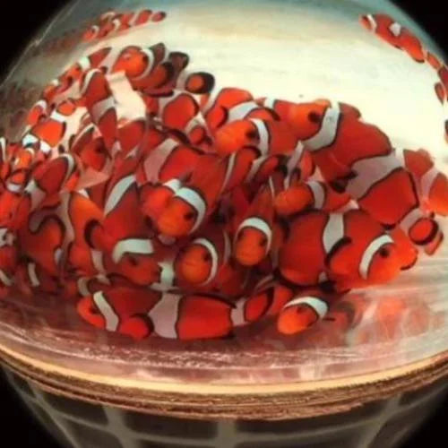 Ocellaris Clownfish (Amphiprion Ocellaris)