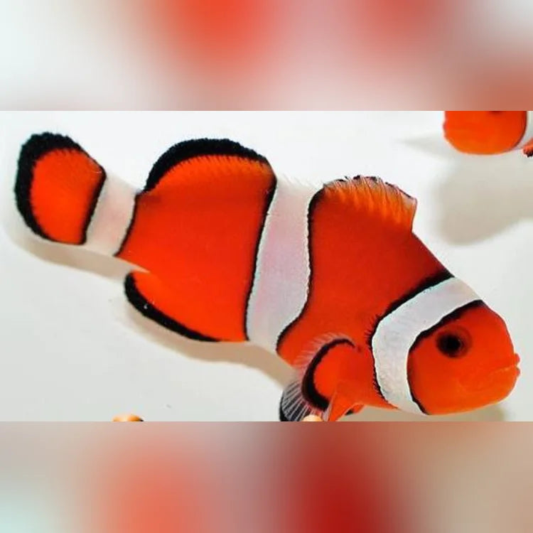 Ocellaris Clownfish (Amphiprion Ocellaris)