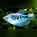 Opaline Gourami (Trichogaster Trichopterus)