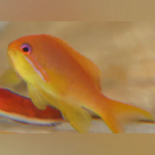 Lyretail Anthias (Pseudanthias Squamipinnis)