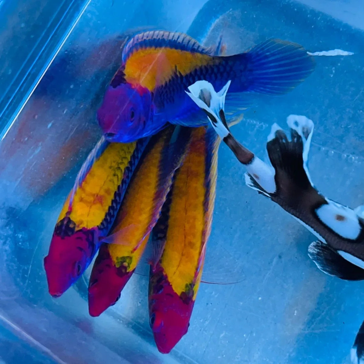 Orange-Back Fairy Wrasse (Cirrhilabrus Aurantidorsalis)