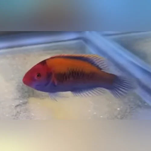 Orange-Back Fairy Wrasse (Cirrhilabrus Aurantidorsalis)
