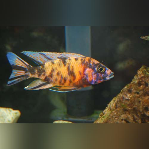 Orange Blossom Peacock Cichlid (Aulonocara Hybrid)