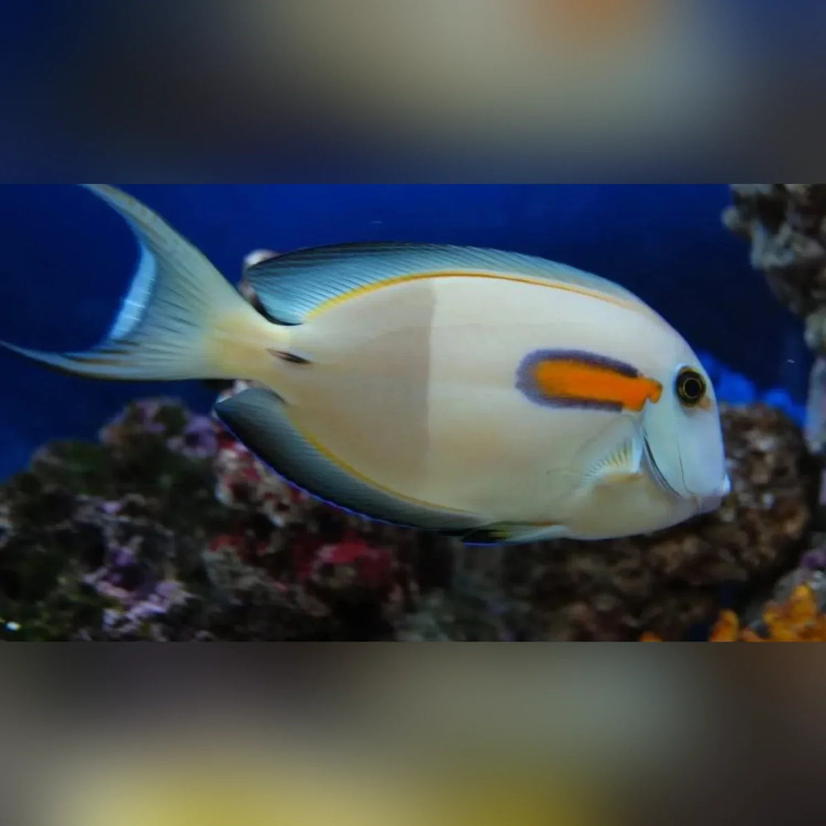 Orange Shoulder Tang (Acanthurus Olivaceus)