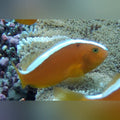 Orange Skunk Clownfish (Amphiprion Sandaracinos)