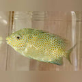 Orange Spotted Rabbitfish (Siganus Guttatus)