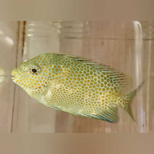 Orange Spotted Rabbitfish (Siganus Guttatus)