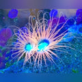 Orange Tube Anemone (Cerianthus Membranaceus)