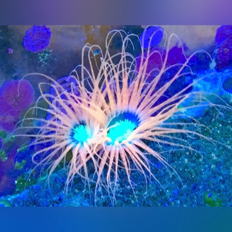 Orange Tube Anemone (Cerianthus Membranaceus)