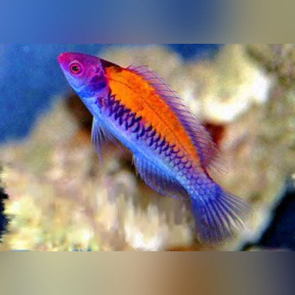 Orange-Back Fairy Wrasse (Cirrhilabrus Aurantidorsalis)