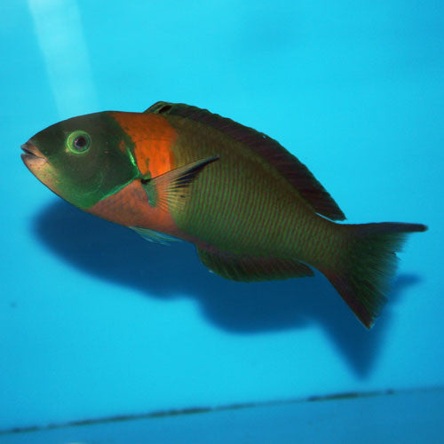 Orange Saddle Wrasse (Thalassoma Duperreyi)