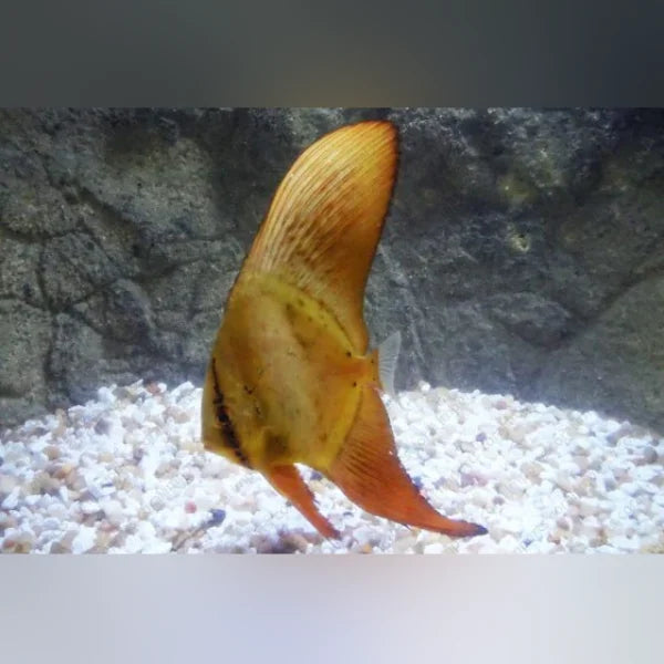 Orbicular Batfish (Platax Orbicularis)