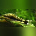 Otocinclus Algae Eater (Otocinclus Affinis)