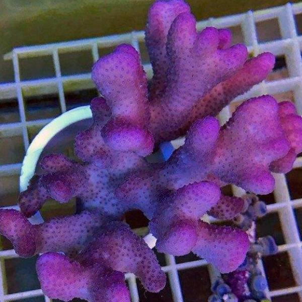 Pink Stylophora Coral (Stylophora Spp.)