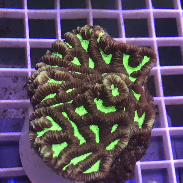 Colored Platygyra Brain Coral (Platygyra sp.)