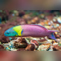 Paddlefin Wrasse (Thalassoma Lucasanum)