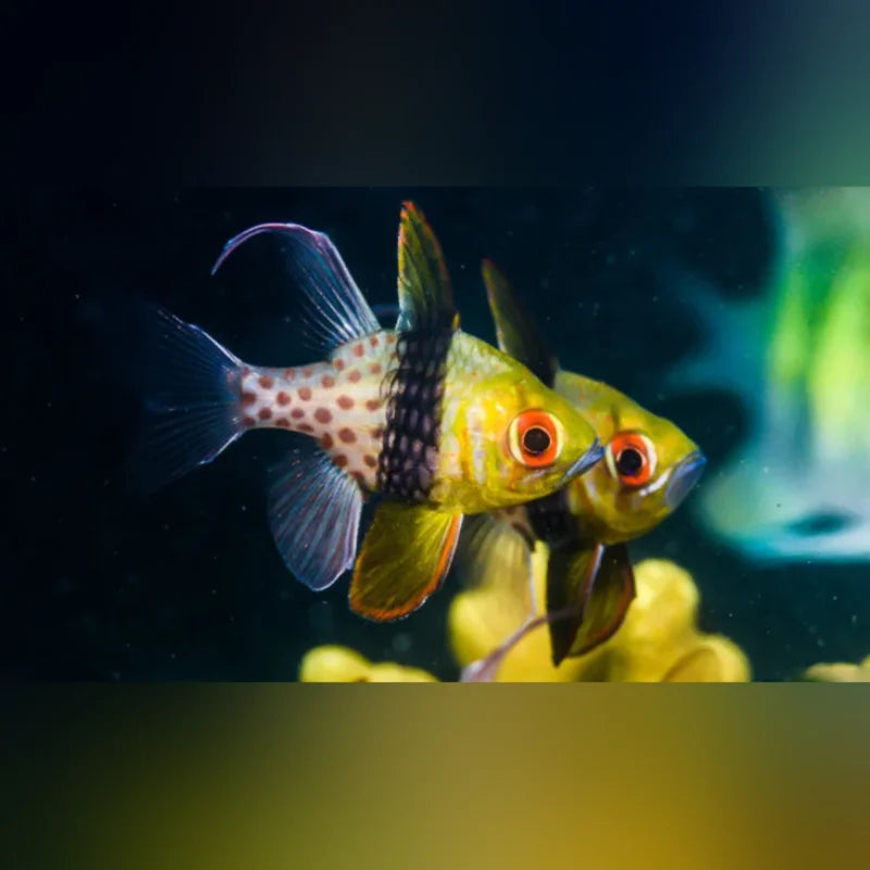 Pajama Cardinalfish (Sphaeramia Nematoptera)