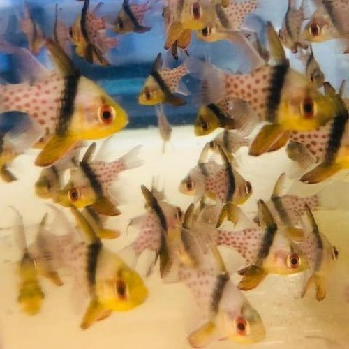 Pajama Cardinalfish (Sphaeramia Nematoptera)