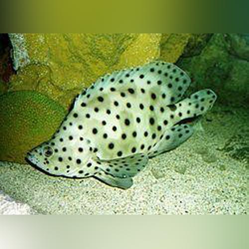 Panther Grouper (Cromileptes Altivelis)