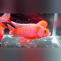Firefish Peacock Cichlid (Aulonocara Jacobfreibergi)