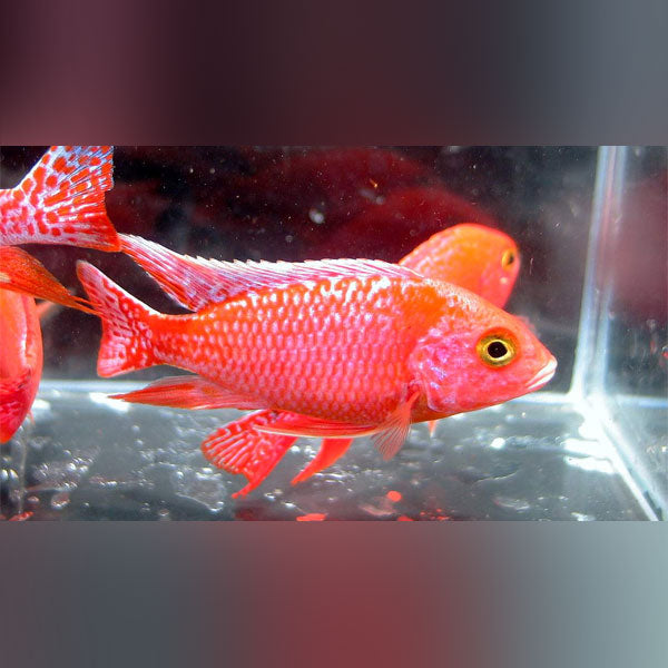 Firefish Peacock Cichlid (Aulonocara Jacobfreibergi)