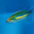 Pencil Wrasse (Pseudojuloides Cerasinus)