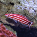 Peppermint Hogfish (Bodianus Masudai)
